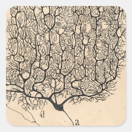 Neuron Zeichnend von Santiago Ramón Y Cajal Quadratischer Aufkleber (Vorderseite)