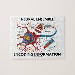 Neuronale Ensemble Encoding Information Neuron Puzzle
