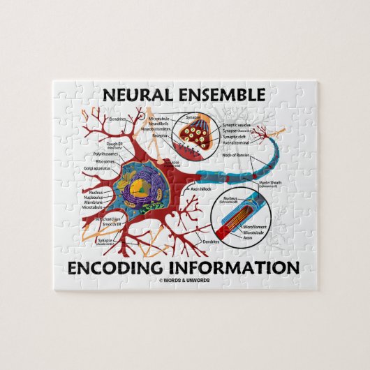 Neuronale Ensemble Encoding Information Neuron Puzzle (Horizontal)
