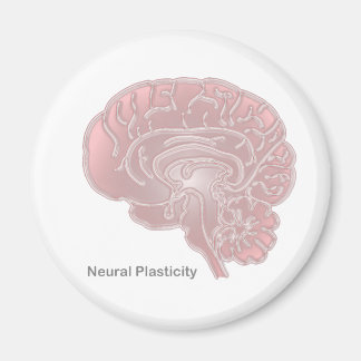 neuronale Plastizität Magnet