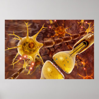 Neuronen Poster