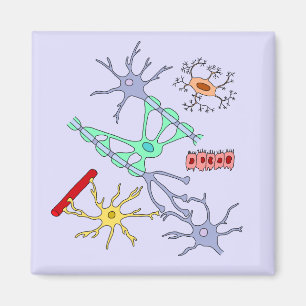 Neuronen und Glia Magnet