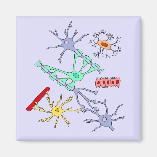 Neuronen und Glias Magnet (Vorne)