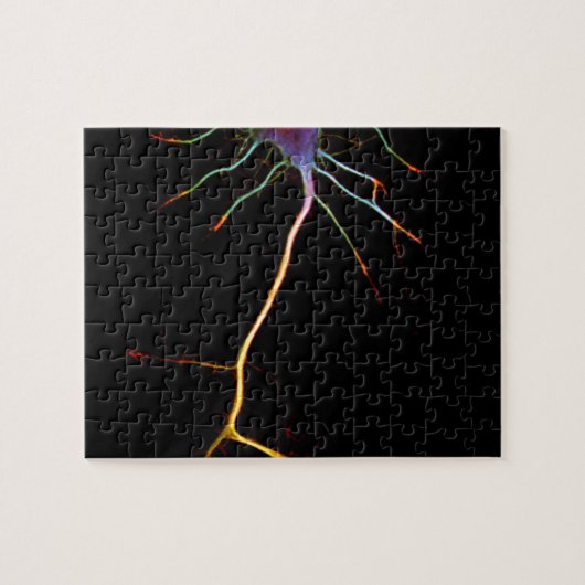 Neuroscience, neuron, science, puzzle (Horizontal)