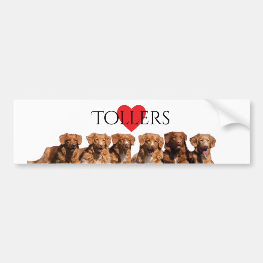 Neuschottland-Enten-läutender Autoaufkleber (Vorne)