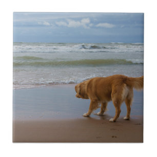 Neuschottland-Enten-läutender Retriever-Ozean Fliese