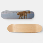 Neuschottland-Enten-läutender Retriever-Ozean Skateboard (Horizontal)