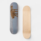 Neuschottland-Enten-läutender Retriever-Ozean Skateboard (Vorderseite)