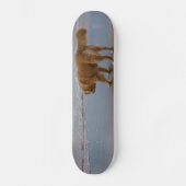 Neuschottland-Enten-läutender Retriever-Ozean Skateboard (Vorderseite)