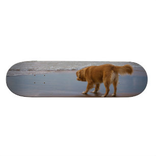 Neuschottland-Enten-läutender Retriever-Ozean Skateboard