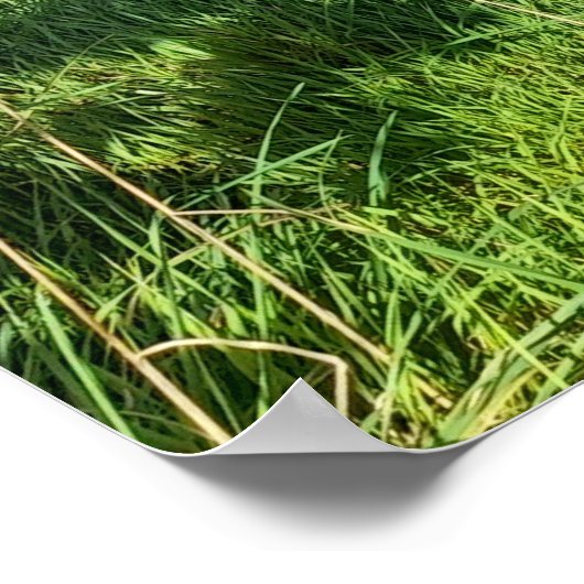 Neuseeland Auckland Coastal Omanawanui Track Poster (Ecke)