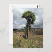 Neuseeland, Cabbage Tree, einheimische Natur Postkarte (Vorne/Hinten)