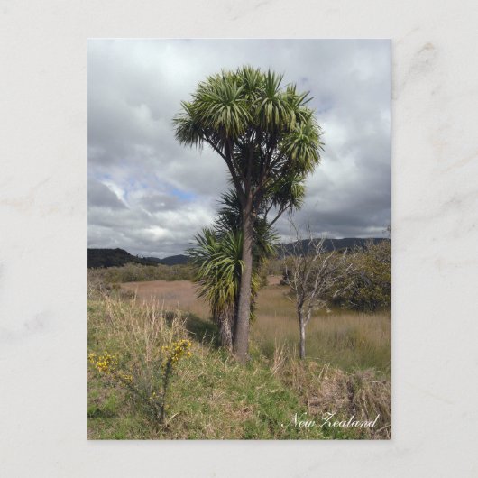 Neuseeland, Cabbage Tree, einheimische Natur Postkarte (Vorderseite)