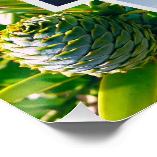 Neuseeland Custom Foto Collage Poster (Ecke)