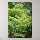 Neuseeland Fern Ponga Tree Poster (Vorne)