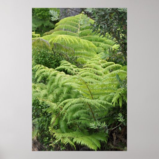 Neuseeland Fern Ponga Tree Poster (Vorne)