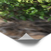 Neuseeland Fern Ponga Tree Poster (Ecke)