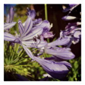 Neuseeland Floral Agapanthus Violet Blossom Poster (Vorderseite)