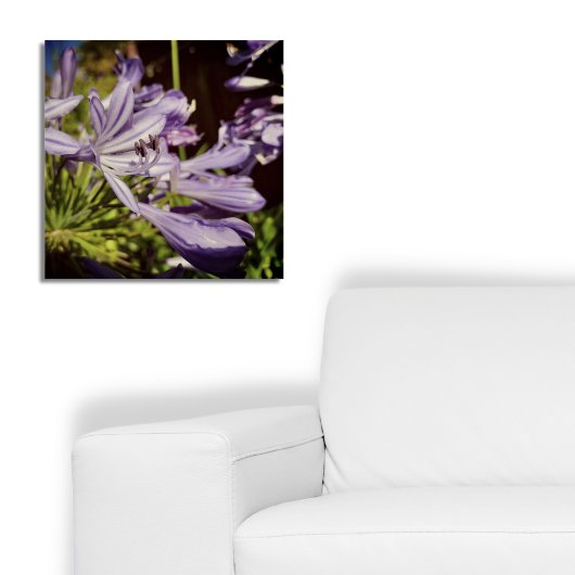 Neuseeland Floral Agapanthus Violet Blossom Poster