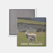 Neuseeland, fütternd Lammfleisch (Kühlschrankmagne Magnet (Vorderseite/Rückseite)