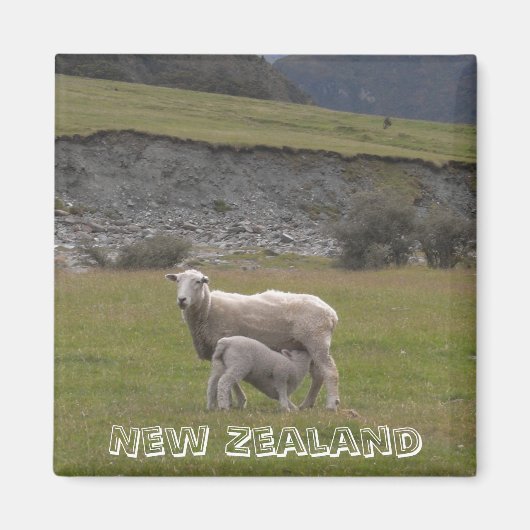 Neuseeland, fütternd Lammfleisch (Kühlschrankmagne Magnet (Vorne)