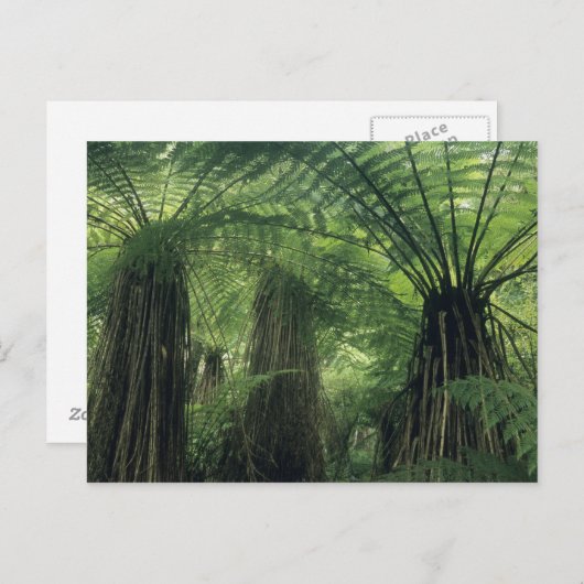 Neuseeland, Haast Valley, Westland, Weichbaum Postkarte (Vorne/Hinten)