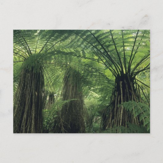 Neuseeland, Haast Valley, Westland, Weichbaum Postkarte (Vorderseite)