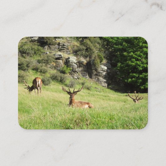 Neuseeland-Hirsche Visitenkarte (Rückseite)