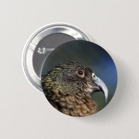 Neuseeland Kea, Alpenpapagei Button (Vorne & Hinten)
