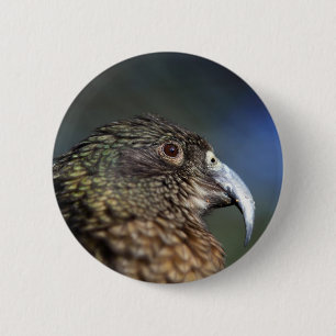 Neuseeland Kea, Alpenpapagei Button