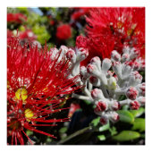 Neuseeland Pohutukawa Tree Red Blossom Poster (Vorderseite)