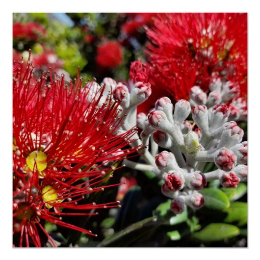 Neuseeland Pohutukawa Tree Red Blossom Poster (Vorderseite)