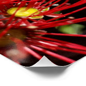 Neuseeland Pohutukawa Tree Red Blossom Poster (Ecke)