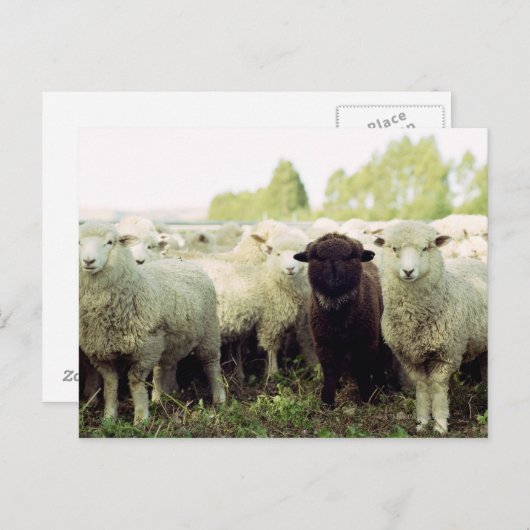 Neuseeland Postkarte (Vorne/Hinten)