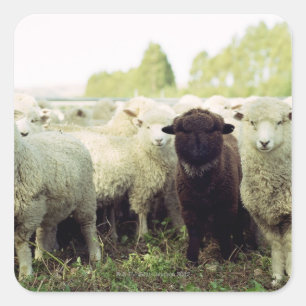 Neuseeland Quadratischer Aufkleber