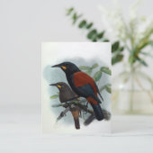 Neuseeland Saddleback Vintag Bird Illustration Postkarte (Stehend Vorderseite)