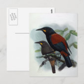 Neuseeland Saddleback Vintag Bird Illustration Postkarte (Vorne/Hinten)