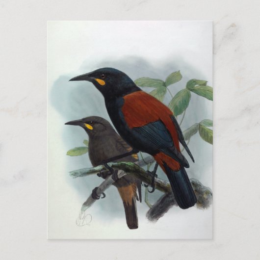 Neuseeland Saddleback Vintag Bird Illustration Postkarte (Vorderseite)