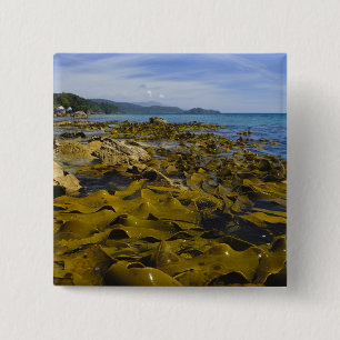 Neuseeland, Southland, Stewart Island. Kelp Button