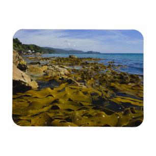 Neuseeland, Southland, Stewart Island. Kelp Magnet