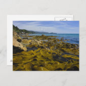 Neuseeland, Southland, Stewart Island. Kelp Postkarte (Vorne/Hinten)