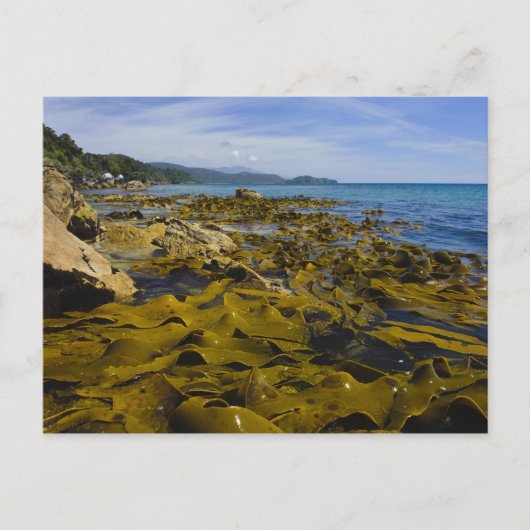 Neuseeland, Southland, Stewart Island. Kelp Postkarte (Vorderseite)