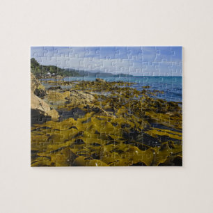 Neuseeland, Southland, Stewart Island. Kelp Puzzle