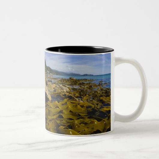 Neuseeland, Southland, Stewart Island. Kelp Zweifarbige Tasse (Rechts)