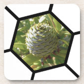 Neuseeland Souvenir Kauri Cone Getränkeuntersetzer (Vorderseite)