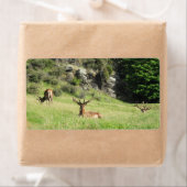 Neuseeland Stags (Insitu)