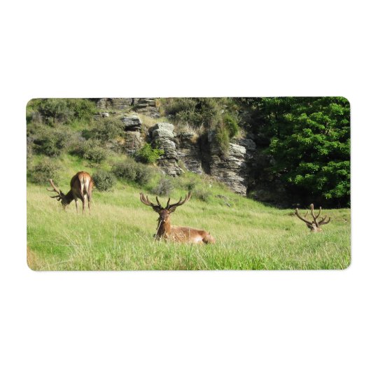 Neuseeland Stags (Vorne)