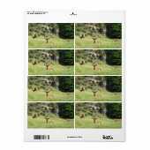 Neuseeland Stags (Vorne)