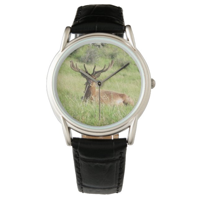 Neuseeland Stags Armbanduhr (Vorderseite)