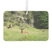 Neuseeland Stags Autolufterfrischer (Rückseite)
